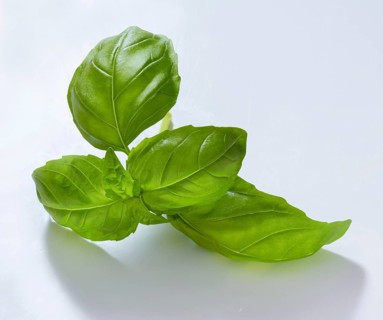 Basil (Ocimum basilicum), on white background, studio shot