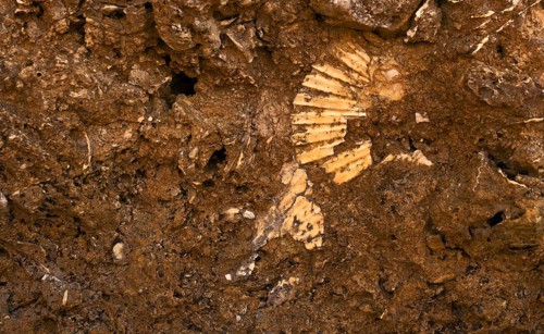 Fossilised shell on the beach, shell limestone, Praia da Dona Ana, Lagos, cliffs, Atlantic Ocean,