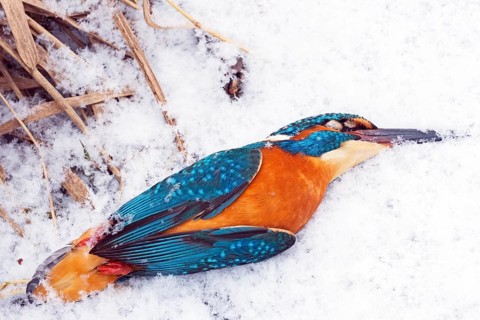 A dead kingfisher (Alcedo atthis) frozen to death in winter, animals, birds, kingfishers, Hesse,