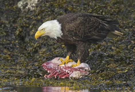 Bald Eagle (Haliaeetus leucocephalus), British Columbia, Canada
