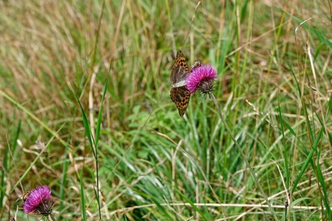 Emperor Cloak (Argynnis paphia), August, Bavaria, Germany
