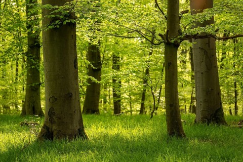 Light-flooded green forest with sturdy beech trunks and grassy forest floor, Bad Pyrmont, Lower
