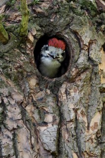Great Spotted Woodpecker (Dendrocopos major) juvenile peering out from nest hole in tree, North