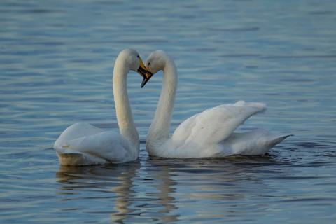 Whooper swan (Cygnus cygnus) two adult birds performing their courtship love display on a lake,