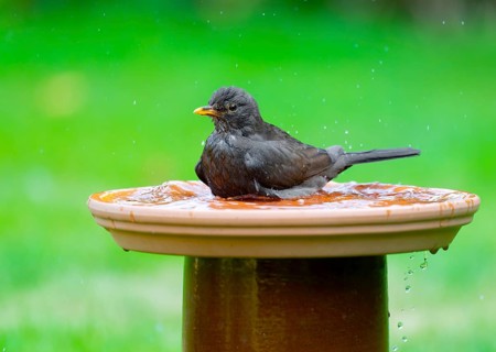 Blackbird (Turdus merula) sitting in a bird bath in the garden and bathing, Lower Saxony, Germany