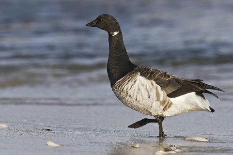 Brant Goose (Branta bernicla), New Jersey, USA