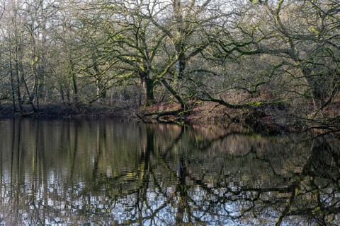 English oaks (Quercus robur) at a pond, Emsland, Lower Saxony, Germany