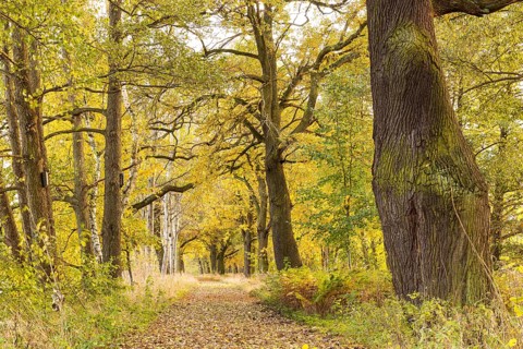 Elephant oak and avenue with old oaks (Quercus) at the large pond in the Spreer Heide in autumn,