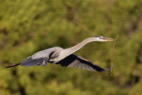 Great Blue Heron (Ardea herodias) flying, Florida, USA