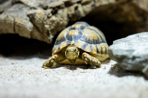 Hermann's tortoise (Testudo hermanni) between rocks, captive, Germany
