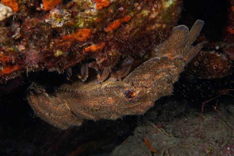 Mediterranean slipper lobster (Scyllarides latus) under coloured rock formation, well camouflaged,