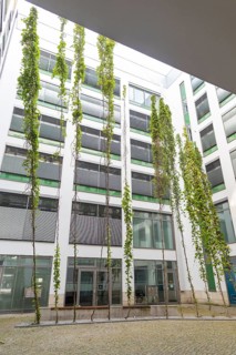 Green inner courtyard with climbing plants, Postplatz, Dresden, Saxony, Germany