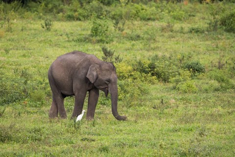 Young Indian elephant (Elephas maximus indicus), Khiri Khan, Hua Hin, Kui Buri National Park,