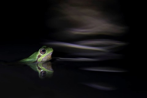 Sardinian tree frog (Hyla sarda), looking out of the water at night, waves next to it in moonlight,