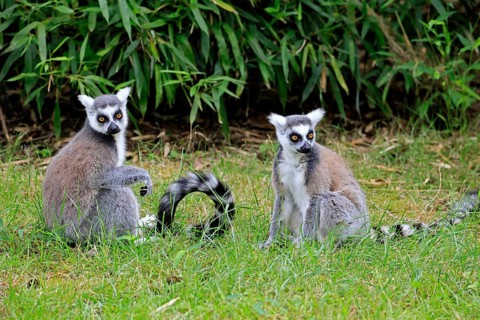 Catta (Lemur catta) adult, two cattas, sitting on the ground, Magaskar