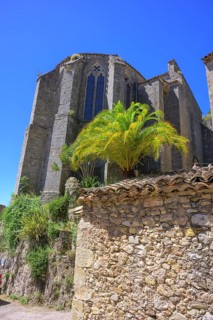 Palm tree in front of the Eglise de l'Assomption in Mourèze, Département Hérault, France