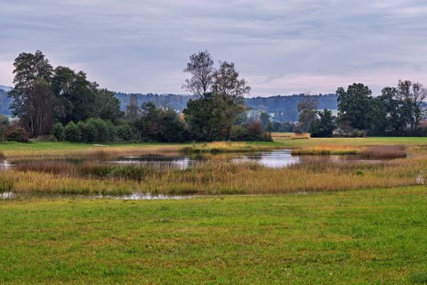 Pond in the Siebeneichen nature reserve, Merenschwand, Freiamt, Canton Aargau, Switzerland