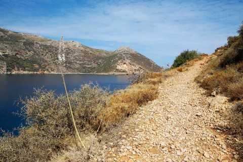 Coastal path and maritime squill (Urginea maritima) at the Laconian Gulf near Porto Kagio, Mani,
