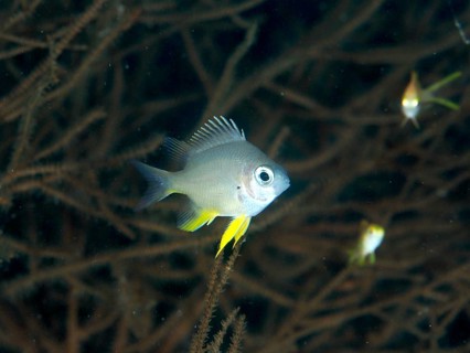 Grey fish with yellow fins, Golden damselfish (Amblyglyphidodon aureus) juvenile, swimming in front