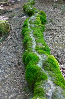 Natural phenomenon in the forest, stone channel of Roschlaub, Scheßlitz, Upper Franconia, Bavaria,