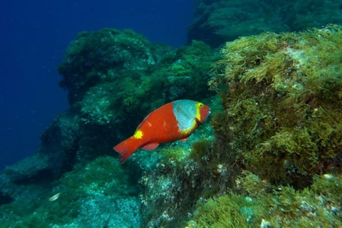 A colourful Mediterranean parrotfish (Sparisoma cretense) swimming near an algae-covered rock face,