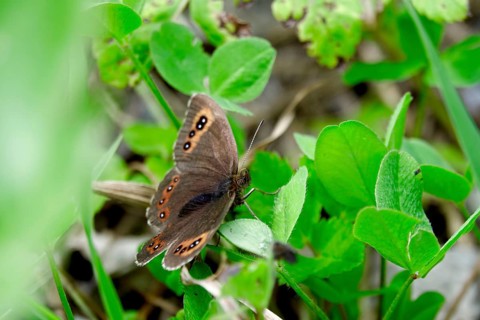 Scotch Argus (Erebia aethiops), August, Bavaria, Germany