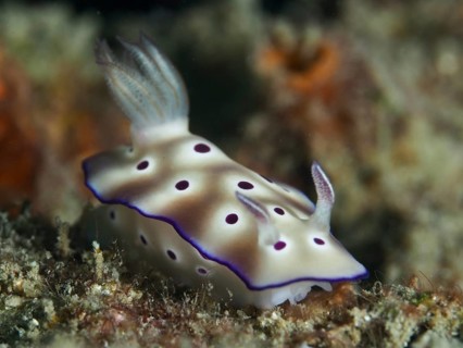 White spotted nudibranch, magnificent star snail (Hypselodoris tryoni), on seabed, crawling in