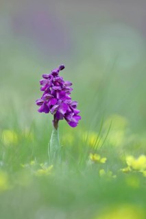 Green-winged orchid (Anacamptis morio), single flower in a meadow, close-up, Hesse, Germany