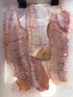 Display of fish caught fresh fish African catfish hybrid (Heterobranchus longifilis) x (Clarias
