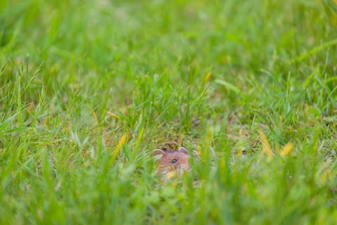 A European hamster (Cricetus cricetus), Eurasian hamster, black-bellied hamster or common hamster,