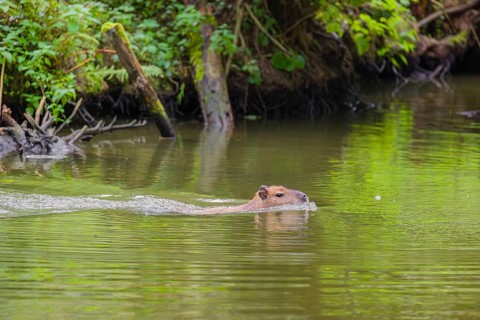 A (greater) capybara (Hydrochoerus hydrochaeris) swims across a river