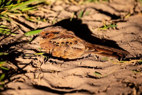 Pauraque (Nyctidromus albicollis) Pantanal Brazil