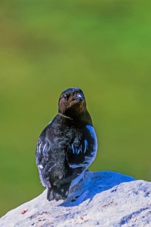 Little auk (Alle alle) sitting and looking back on a rock in the arctic Svalbard, Norway