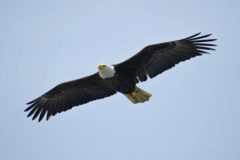 A bald eagle glides through the air with its wings wide open, National Park, Khutzeymateen Grizzly