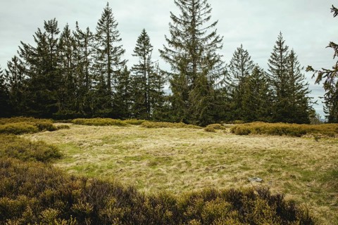 Schachten between Gentiana bavarica and Kleinem Arber, Bavarian Forest, Bavaria, Germany