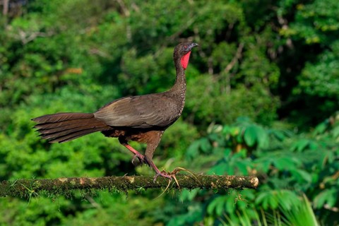 Crested Guan (Penelope purpurascens) perched on a branch, Costa Rica