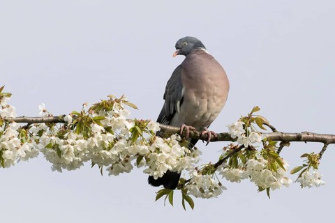 A wood pigeon (Columbus palumbus) sitting on a flowering branch surrounded by white flowers, Hesse,