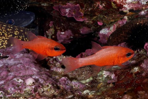 Two orange fish, king mullet (Apogon imberbis), swimming above colourful red algae, dive site Sec