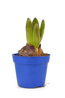 Small (Hyacinthus) flower bulb with leaves in blue flower pot on white background
