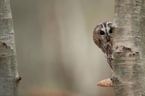 Tawny owl (Strix aluco) adult bird resting on a Bracket fungi on a Silver birch tree in a woodland