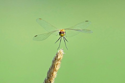 Marsh dragonfly (Sympetrum depressiusculum), female approaching a blade of grass, Switzerland