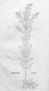 Water brownroot (Scrophularia auriculata), woodcut by Leonhart Fuchs, from New Kreüterbuch, neues