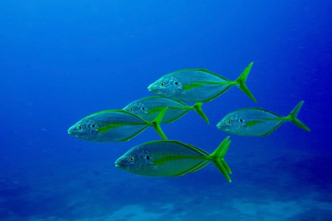 A group of yellowfin mackerel (Pseudocaranx dentex) with yellow and silver stripes swim in the blue
