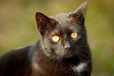 A black cat (Felis Catus) with shining eyes looks attentively into the camera in front of a blurred