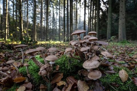 Brown honey fungus (Armillaria ostoyae) in spruce forest, Emsland, Lower Saxony, Germany