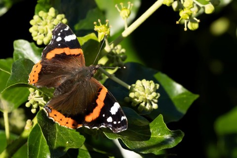 Red admiral butterfly (Vanessa atalanta) adult insect feeding on a garden Ivy (Hedera helix) plant