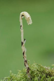 Spruce asparagus (Monotropa hypopitys, Hypopitys monotropa), North Rhine-Westphalia, Germany