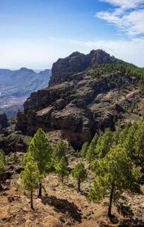 Pine forest around the summit of El Campanario, Gran Canaria, Canary Islands, Spain