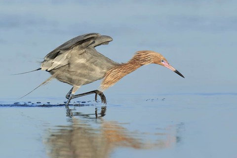 Reddish Egret (Egretta rufescens), Florida, USA