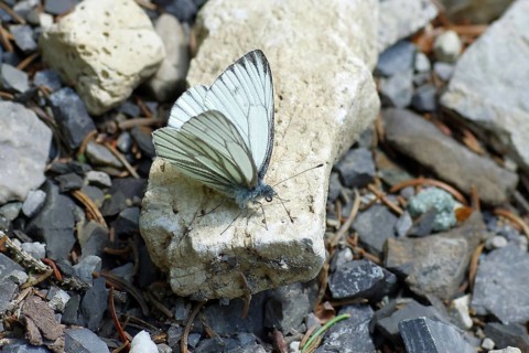 Mountain white butterfly (Pieris bryoniae), male, butterfly, white, wings, Austria, The pretty